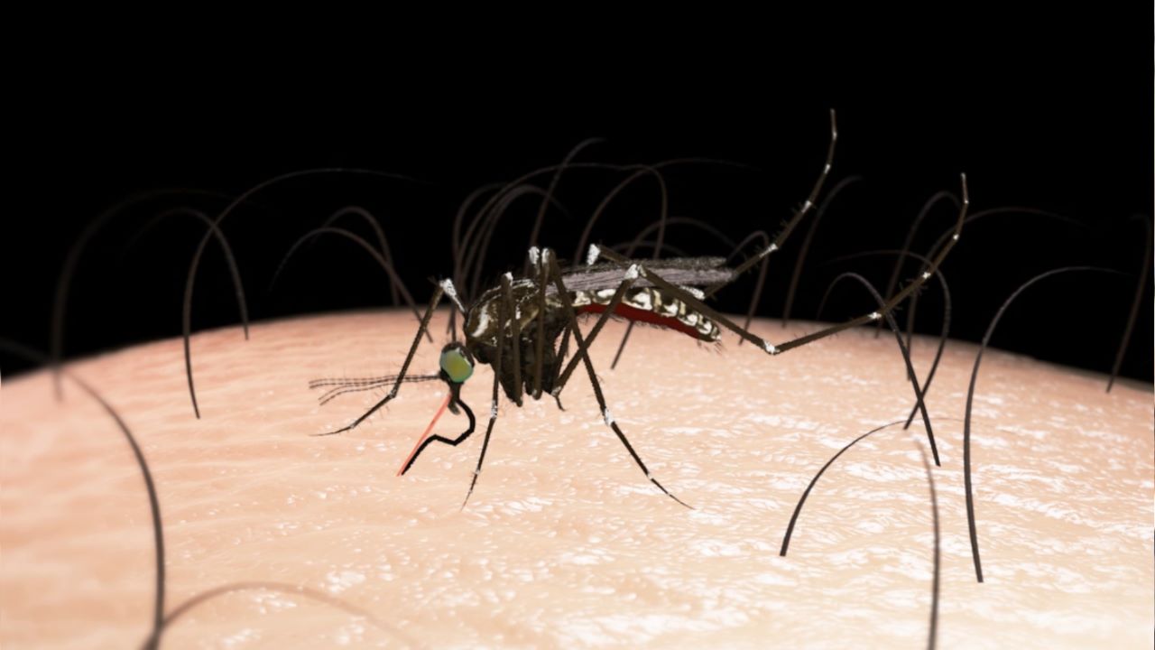 Get It Growing: How to minimize mosquitoes in your yard